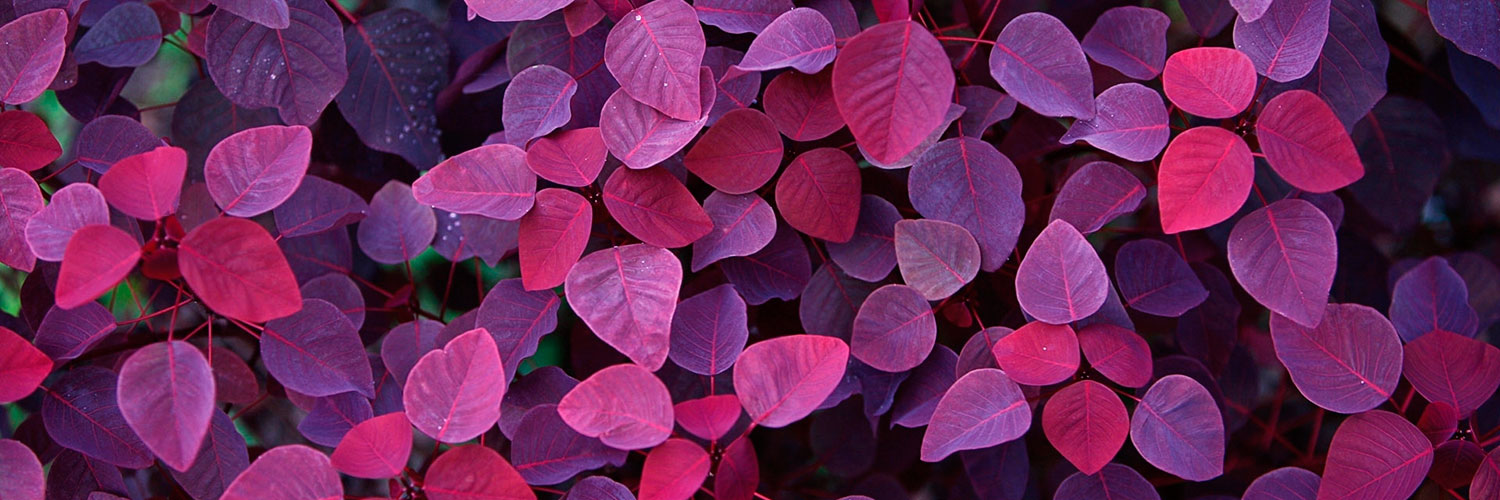 448b500d2a43c43aa4624463767c934c