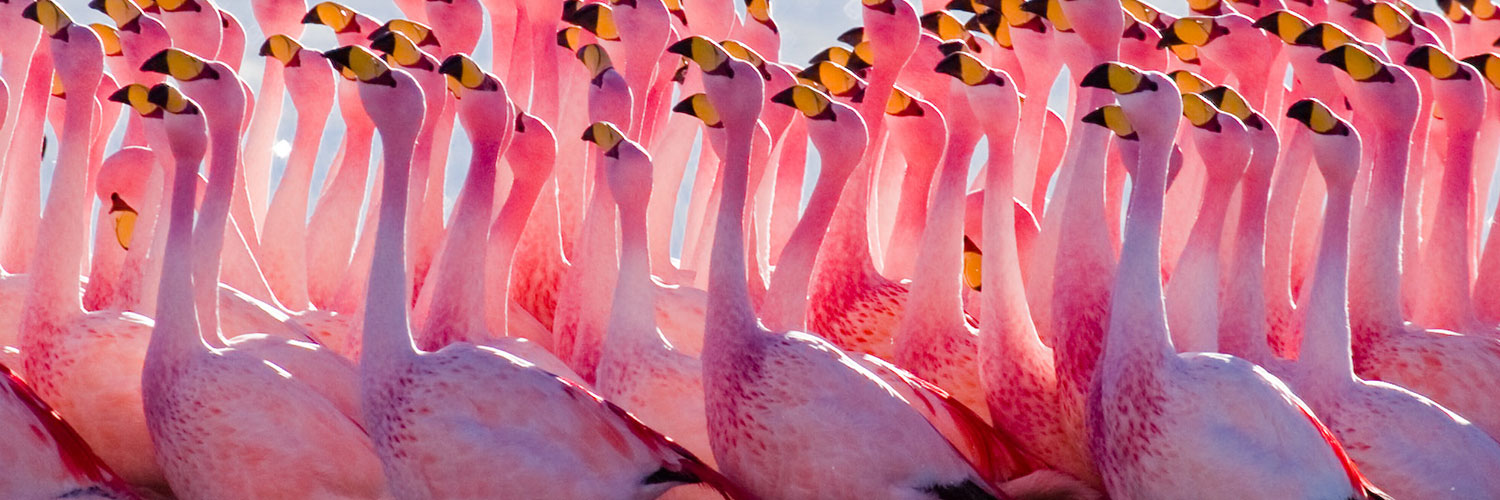 jamess_flamingo_mating_ritual