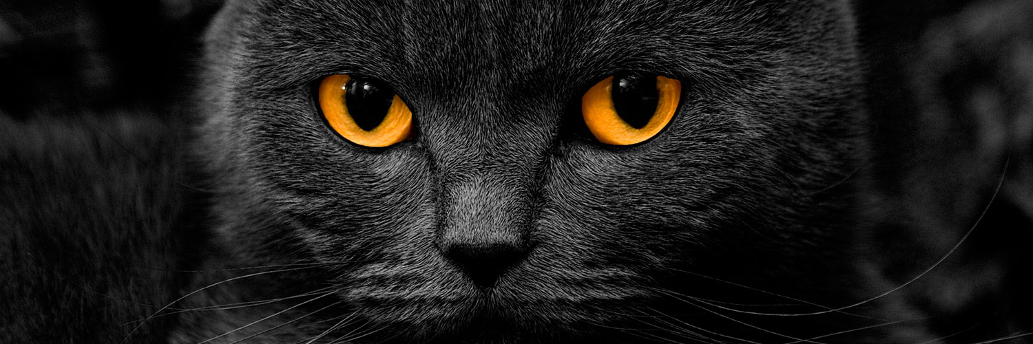black-cat-hd-wallpaper-15903-16412-hd-wallpapers